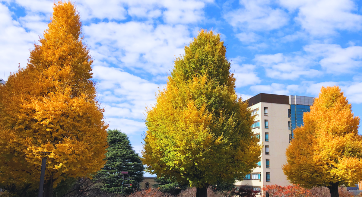 autumn leaves